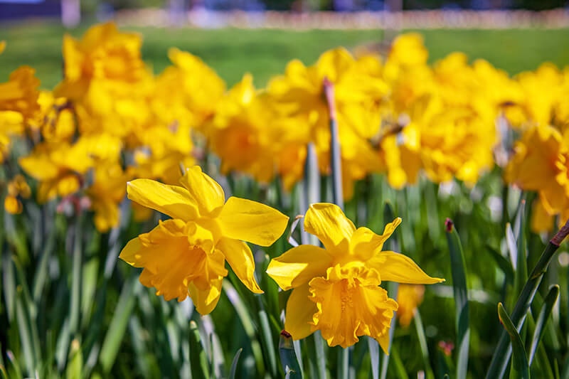 Daffodil Yellow Flowers