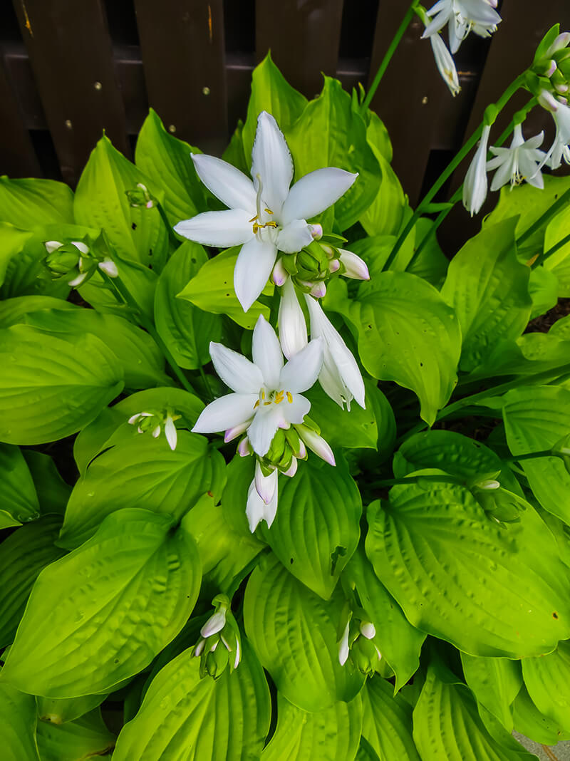 Tama Kanzashi Hosta