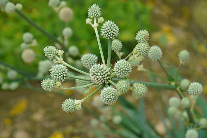 Rattlesnake Master