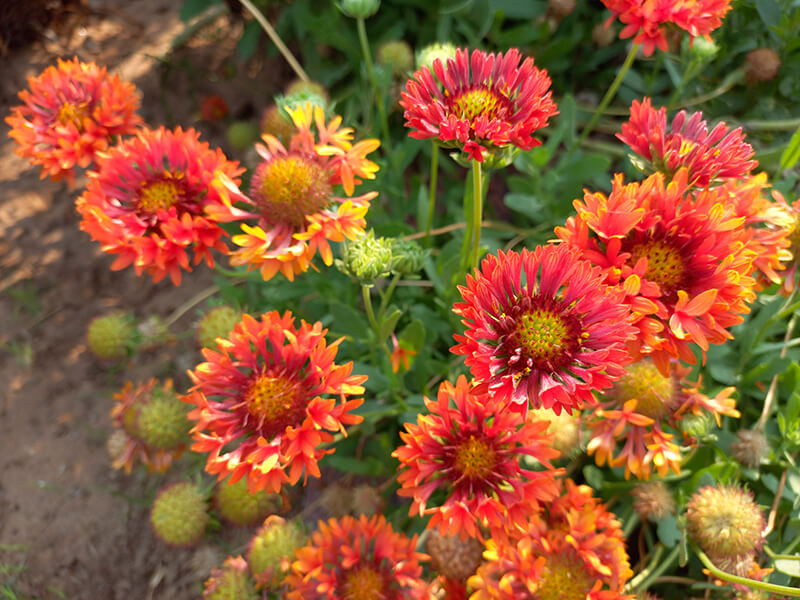 Blanket Flower