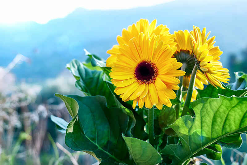 Gerbera Daisy Yellow Flowers