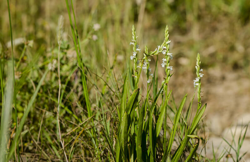 Lady's Tresses