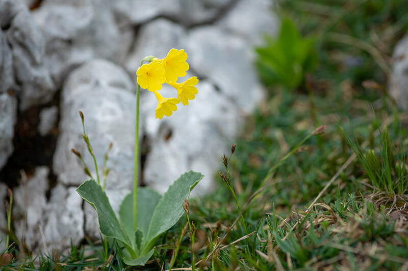 Bears Ear Yellow Flowers