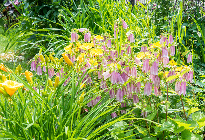 Hotaru Bukuro Spotted Bellflower