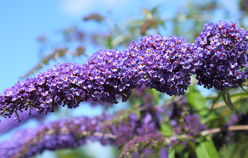 Butterfly Bush in North America