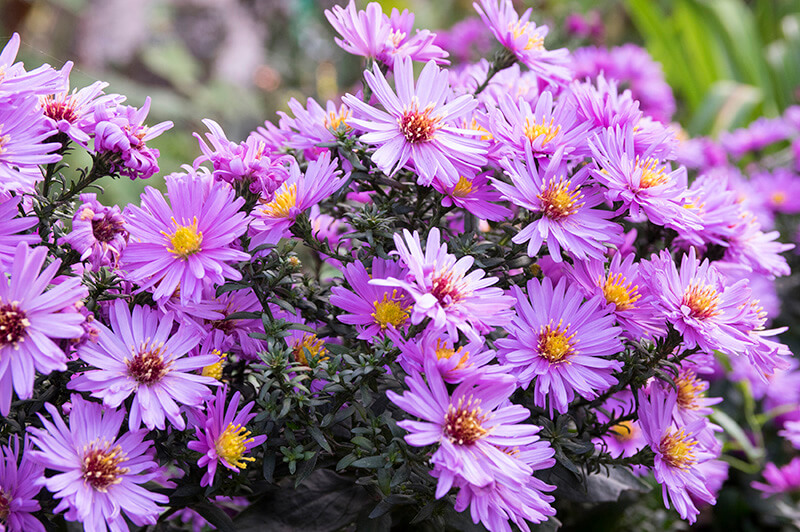 New England Aster