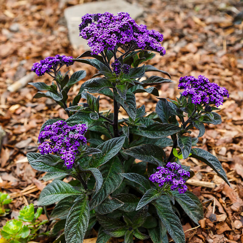 Inches Tall Heliotrope, Deep Purple Plant