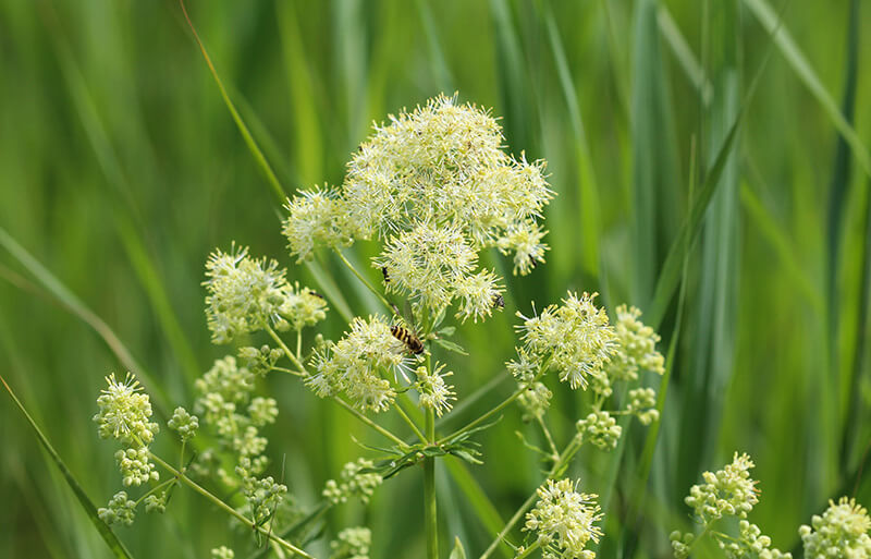 Meadow Rue