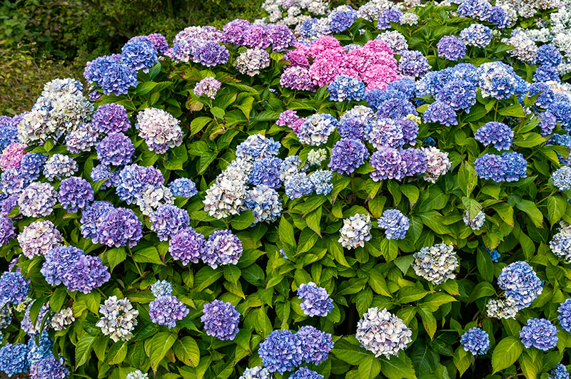 Bigleaf Hydrangea