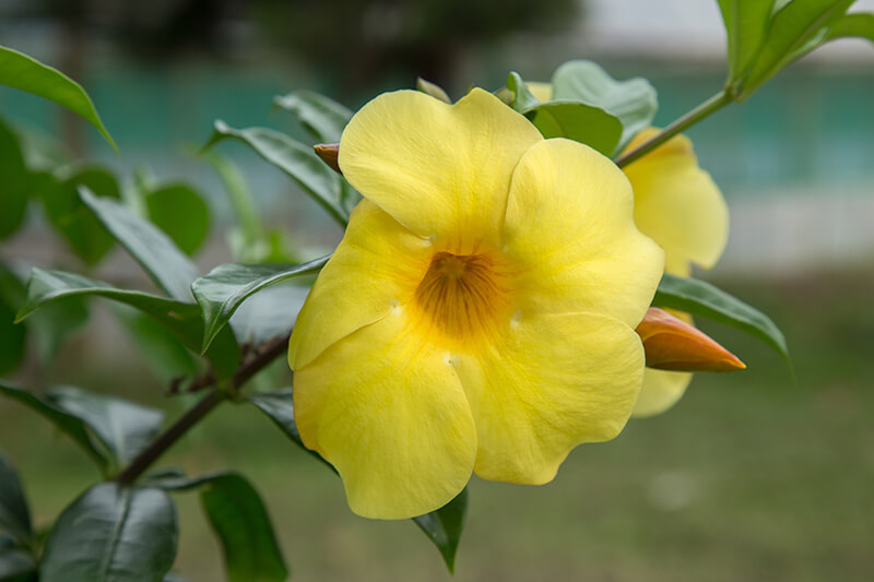 Hibiscus State Flower