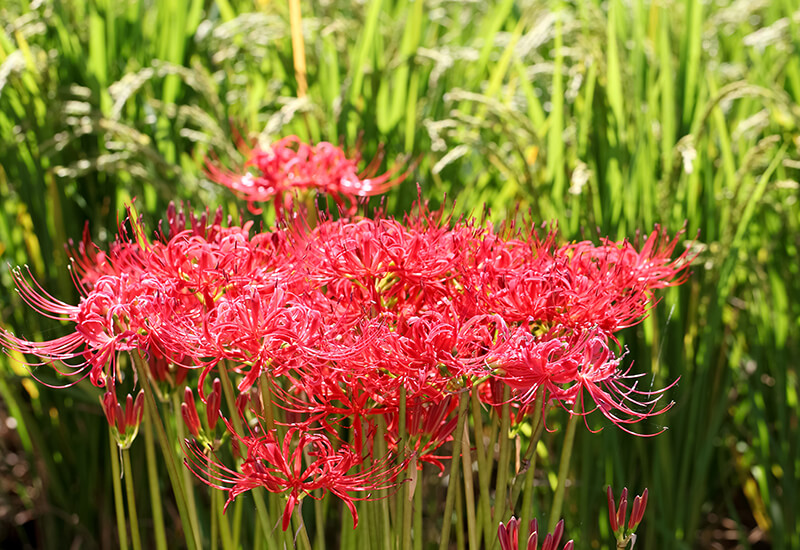 Spider Lily