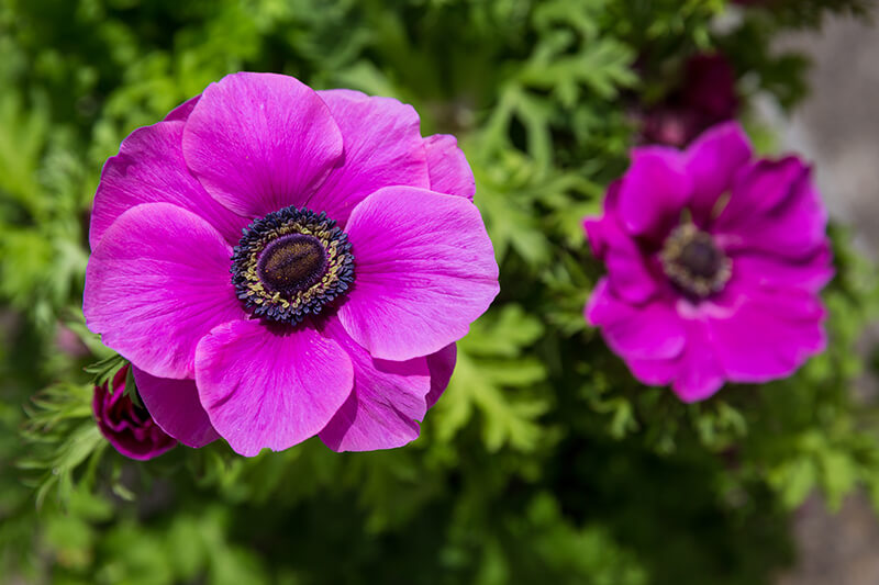 Feet Tall Anemone, State Flower