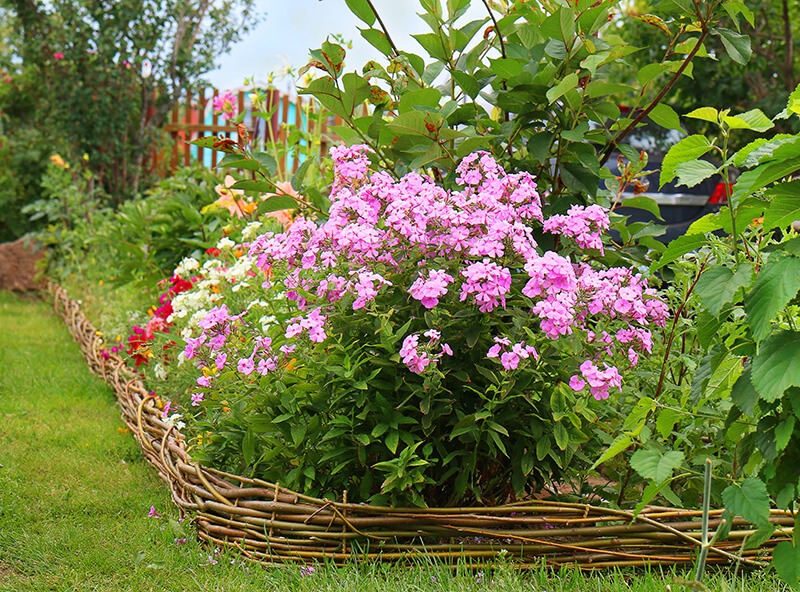 Garden Phlox