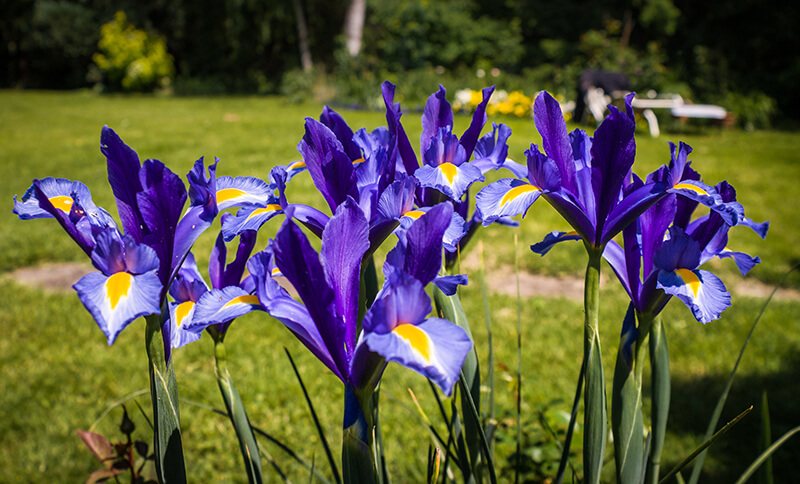 Tall Bearded Iris