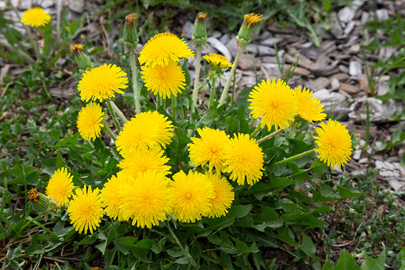 Leontodon Flower