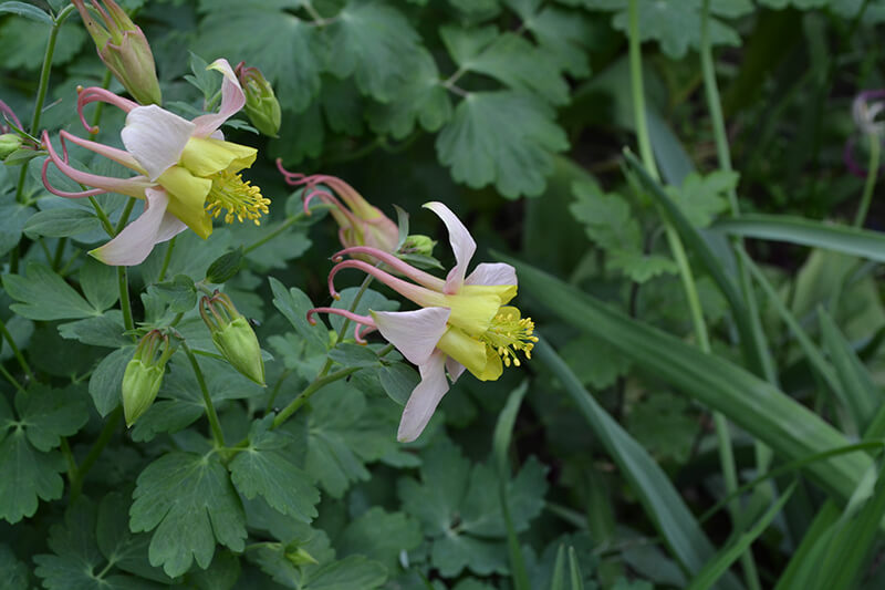 Columbine