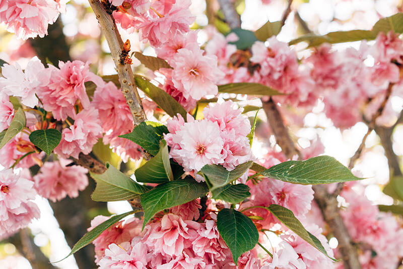 Japanese Flowering Cherry