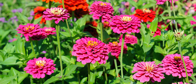 Zinnia