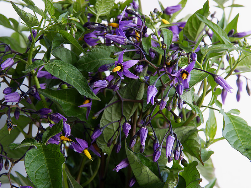 Inches Tall Bittersweet Nightshade