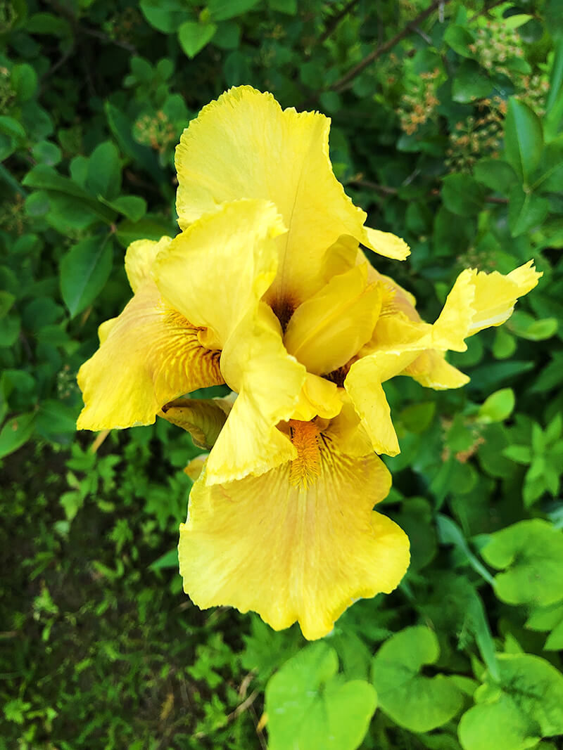 Iris Flowers, Prickly Pear, Tea Rose