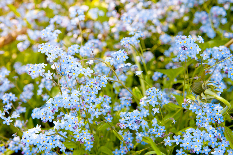 Forget-Me-Nots