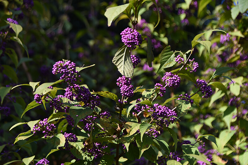 Murasaki Shikibu Japanese Beautyberry