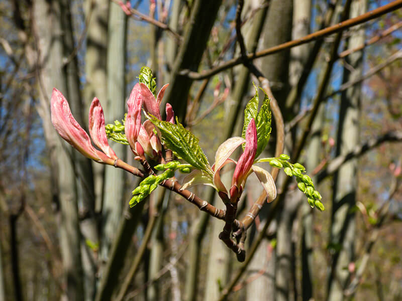 Striped Maple