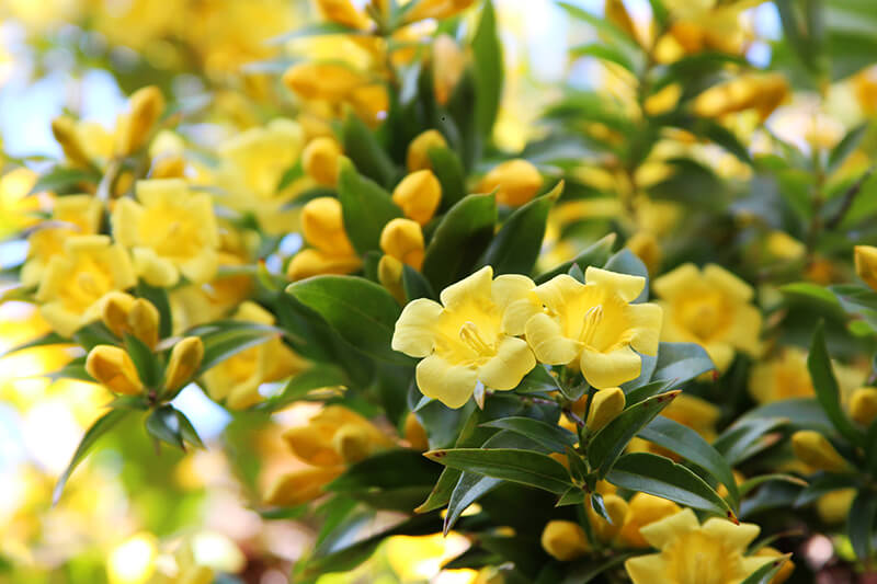 Carolina Jasmine in Hanging Baskets, Prickly Pear