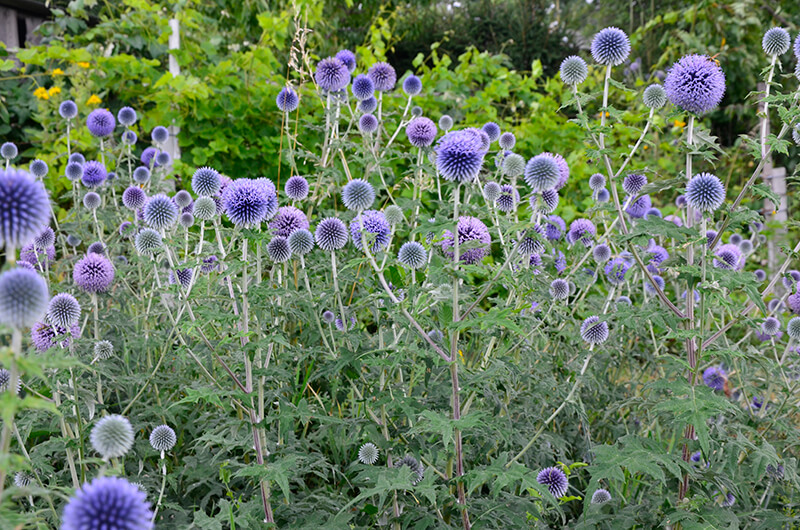 Blue Globe Thistle