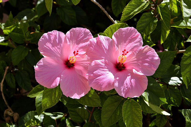 Hibiscus