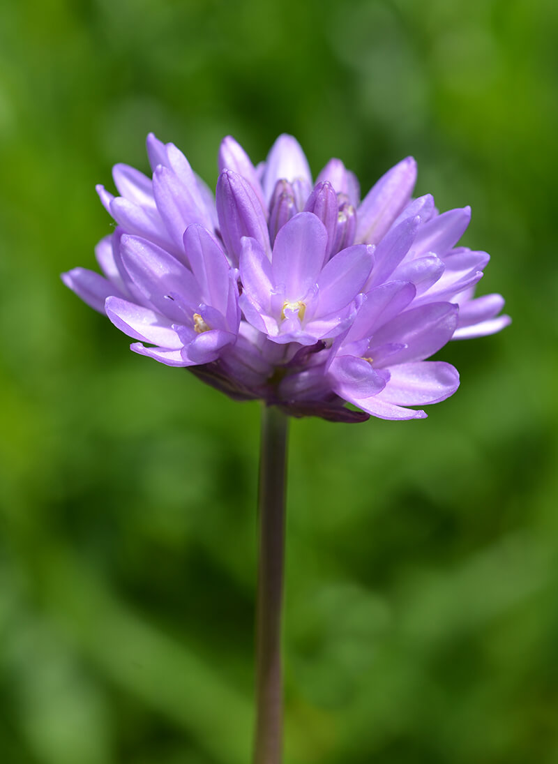 Feet Tall Wild Hyacinth