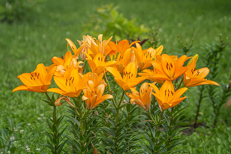 Asiatic Lily