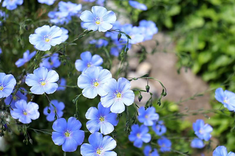 Blue Flax