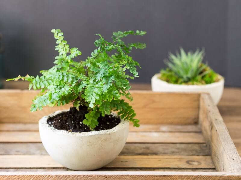 Miniature Concrete Planter with Rugged Edge