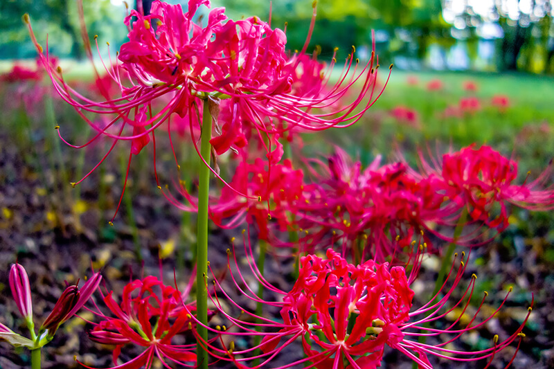 Spider Lily