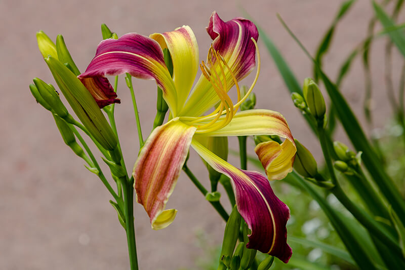 Daylily