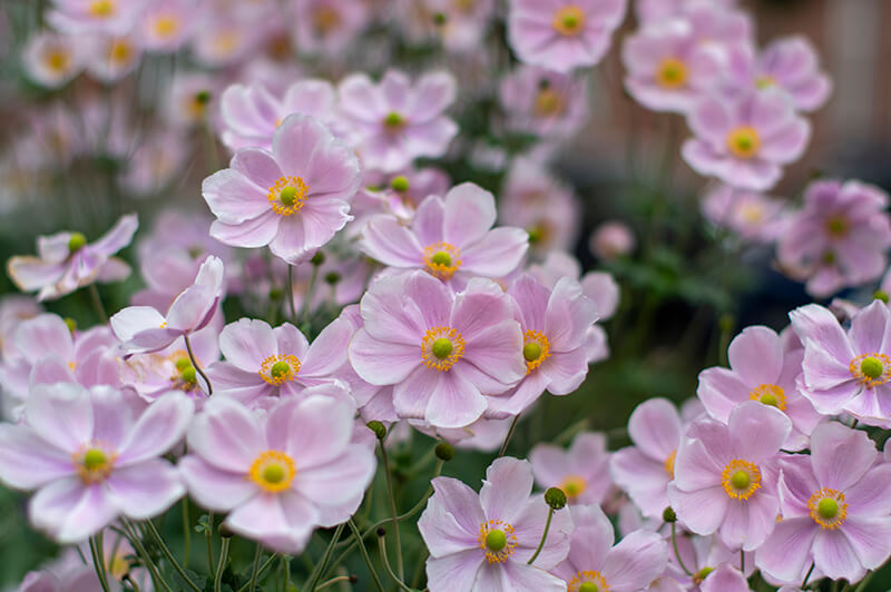 Japanese Windflower