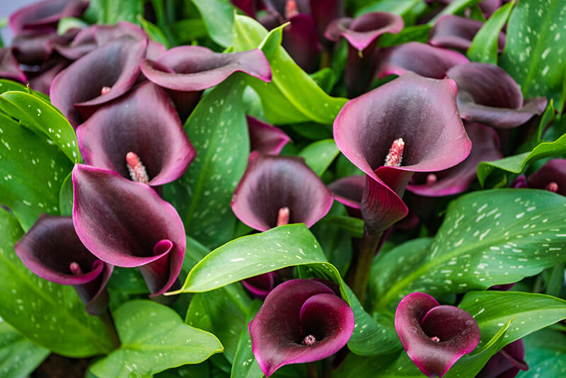 Calla Lily, Sea Holly