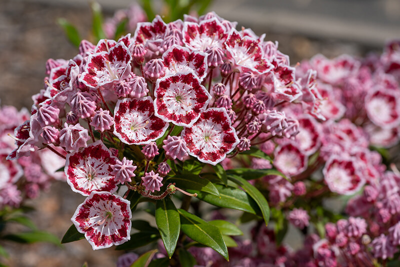 Mountain Laurel