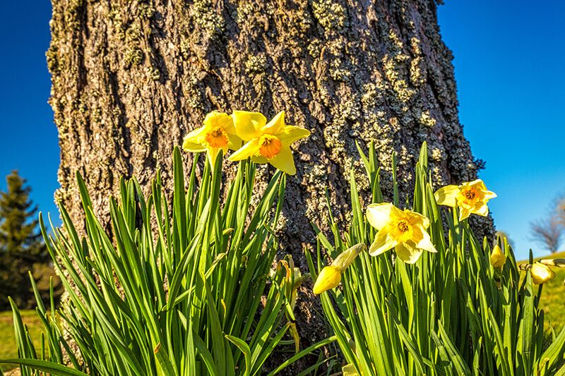 Daffodil