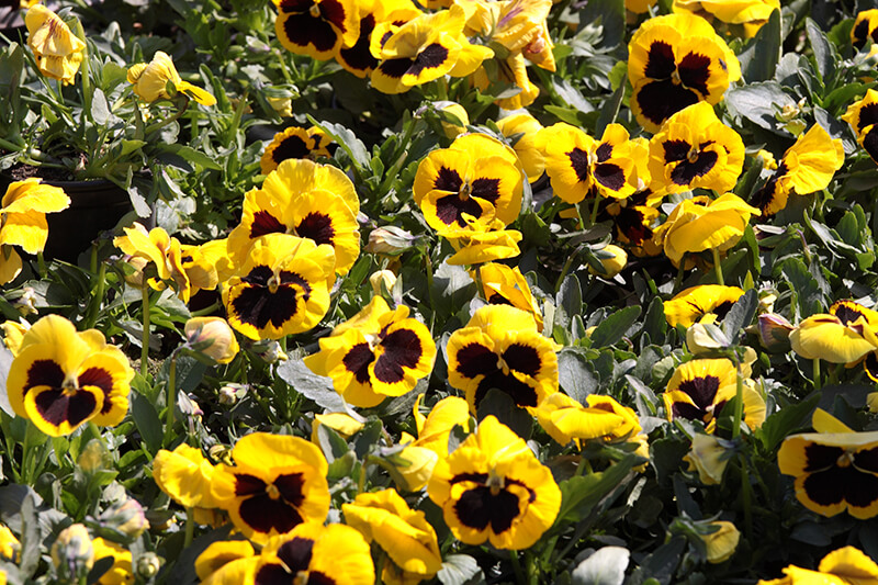 Pansy, Prickly Pear