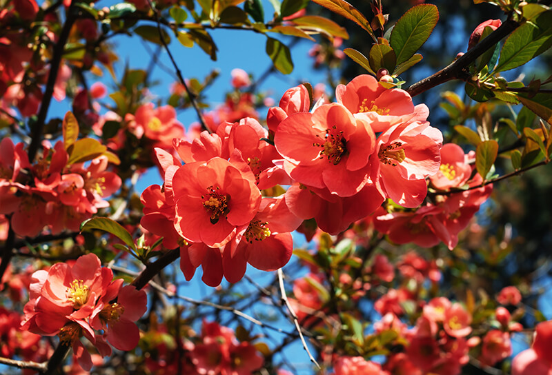 Japanese Quince