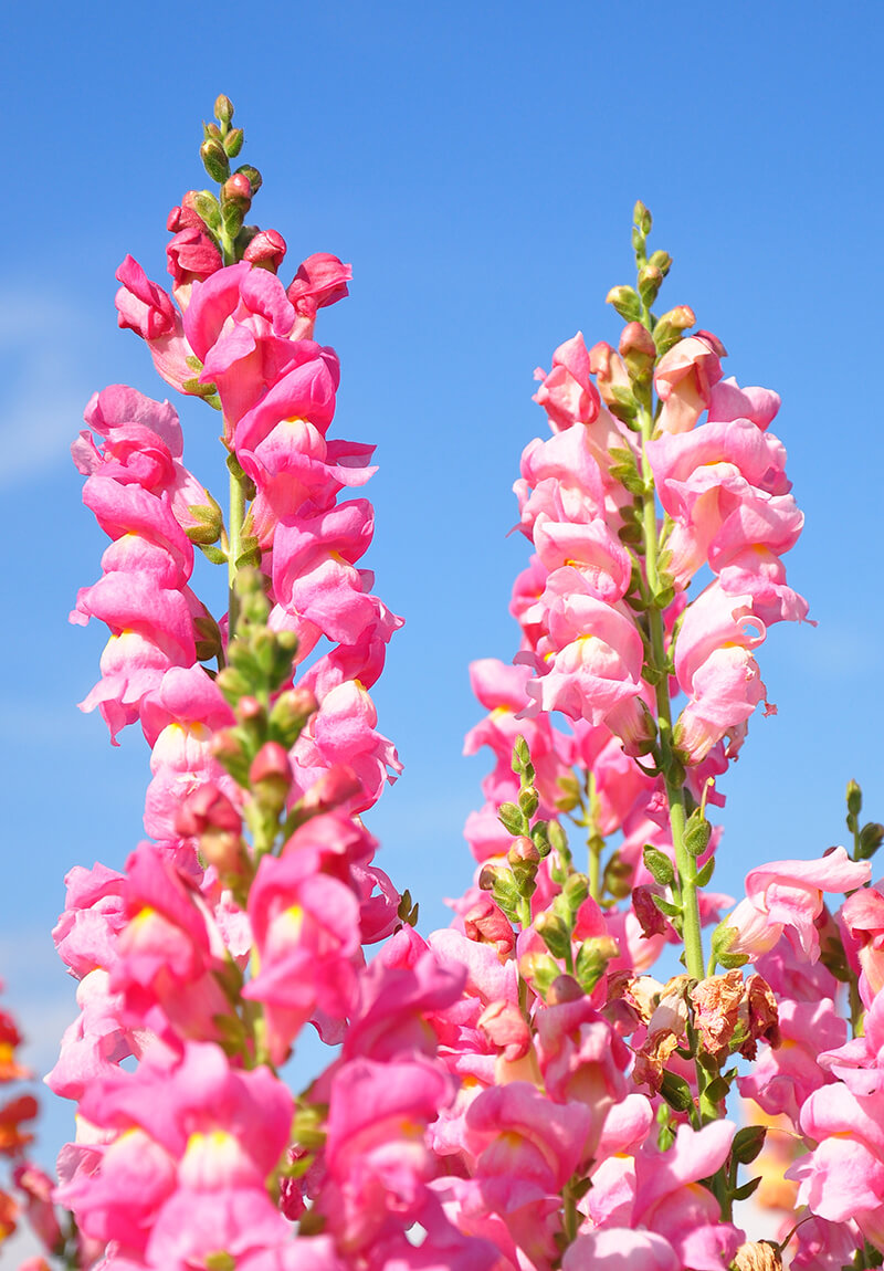 Snapdragon