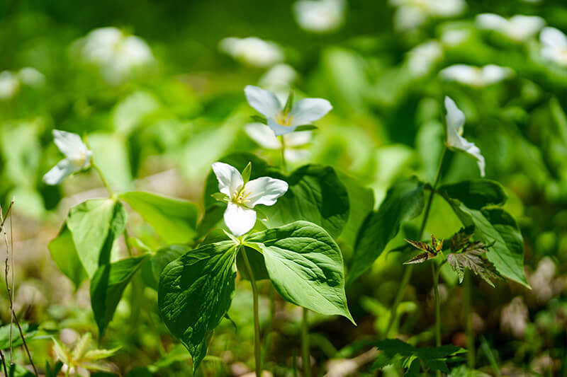 Painted Trillium