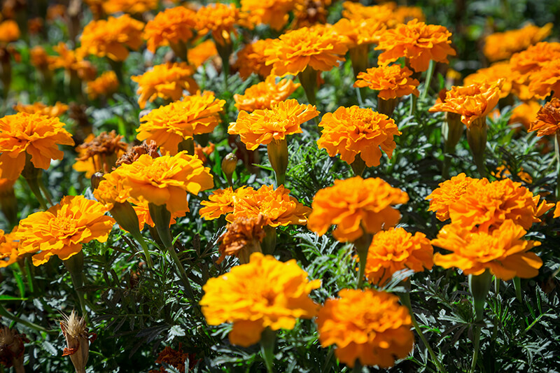 Pot Marigold