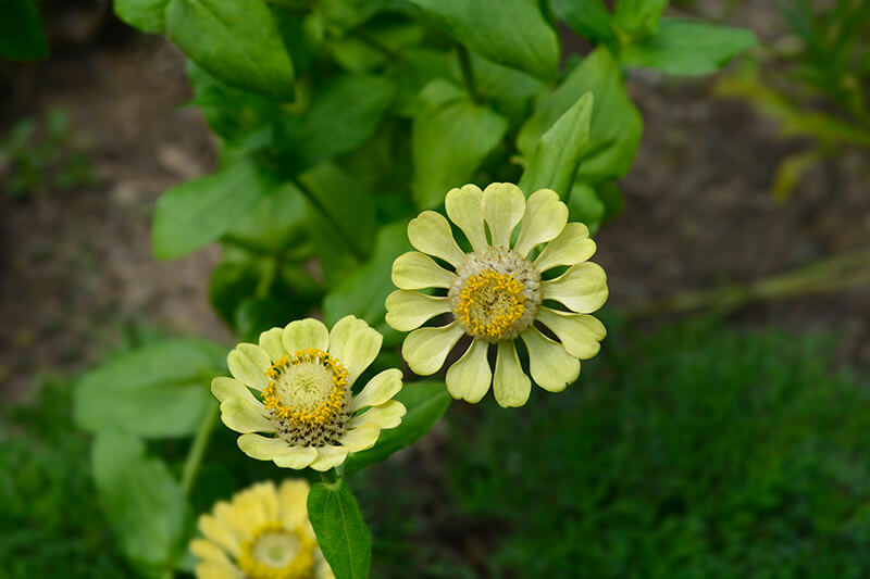 Zinnia