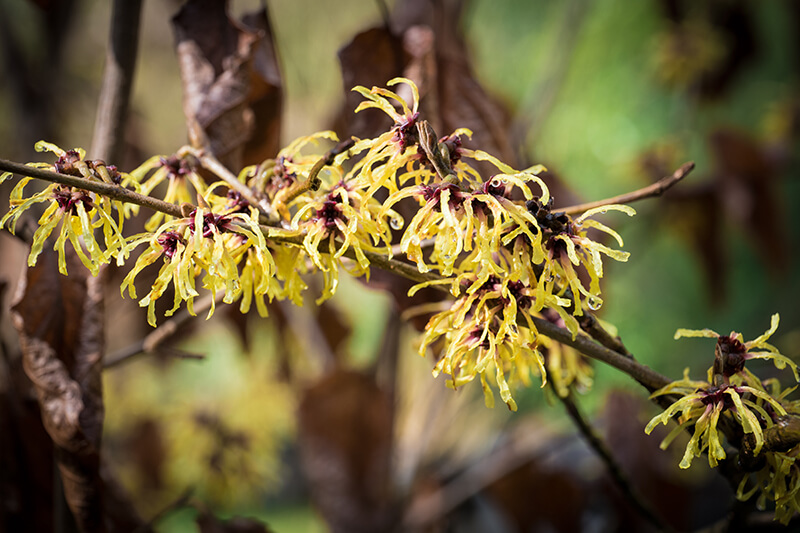 Japanese Witch Hazel