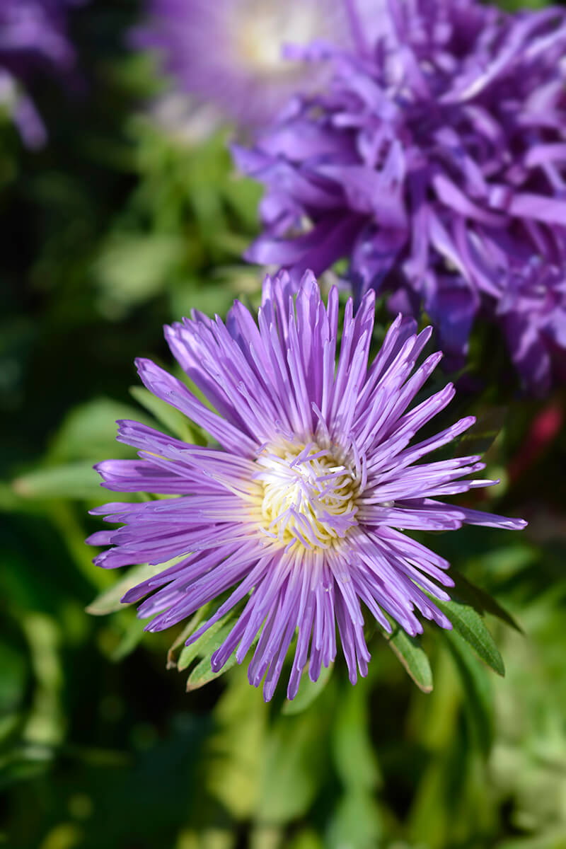 China Aster