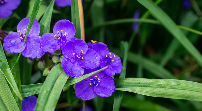 Spiderwort