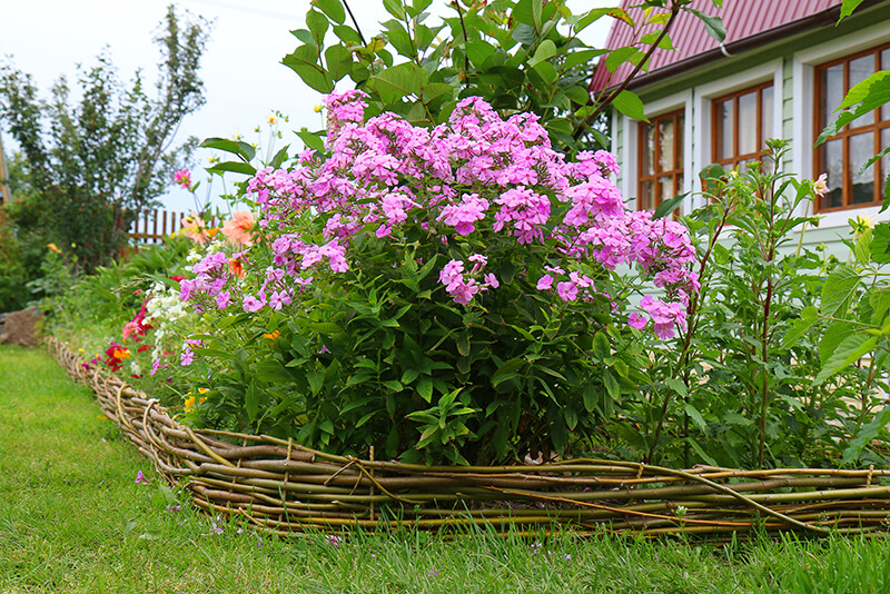 Garden Phlox